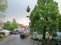 Maibaum-11-23.jpg