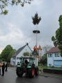 Maibaum-11-25.jpg