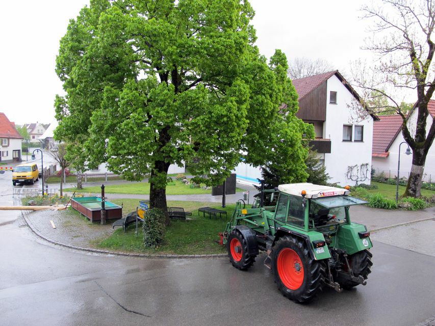 Maibaum-11-08.jpg