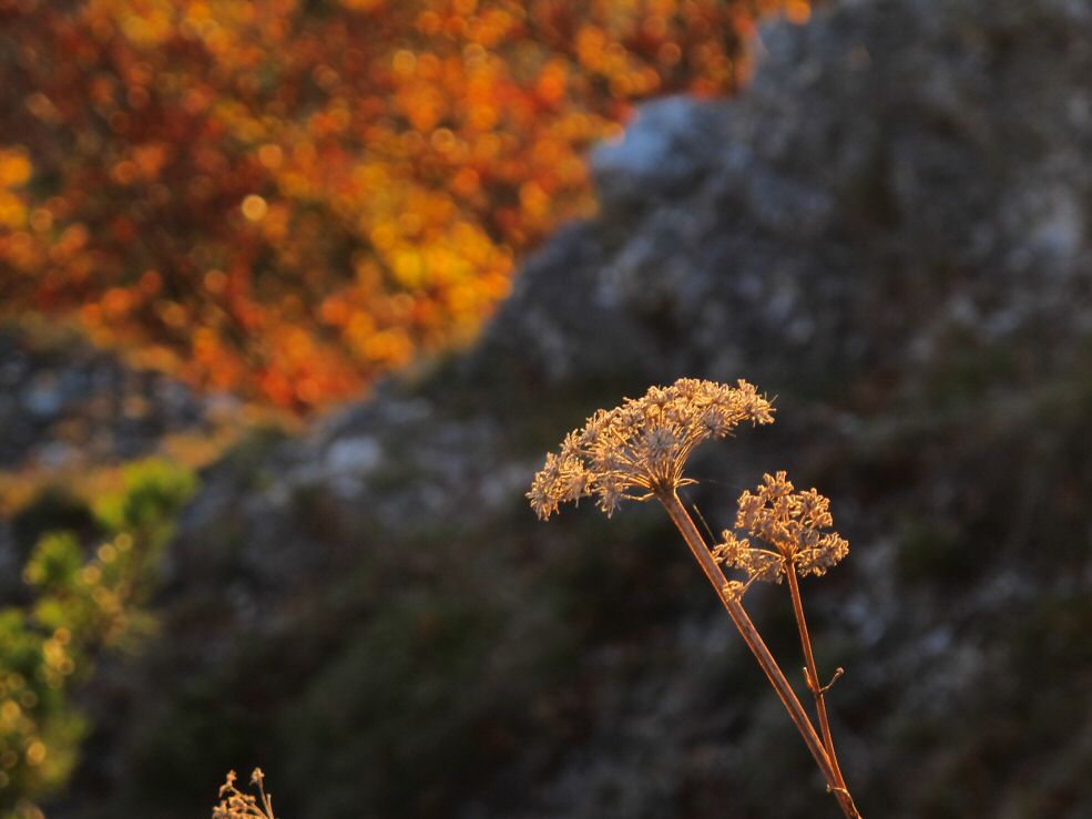 Boellat-2011-10-23-fc-1.jpg