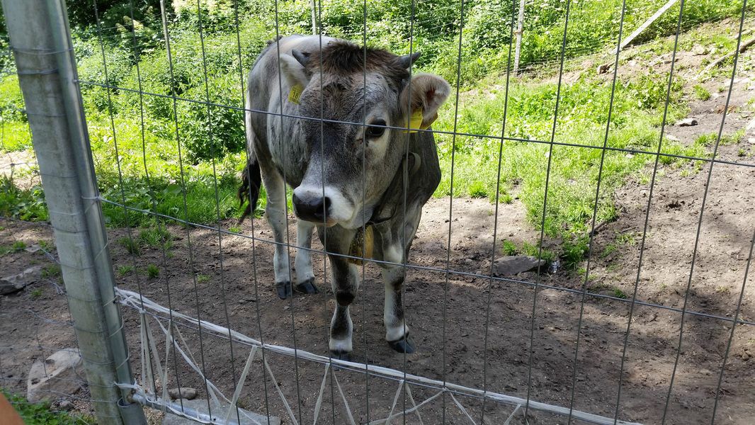 211-Suedtirol-2017.jpg