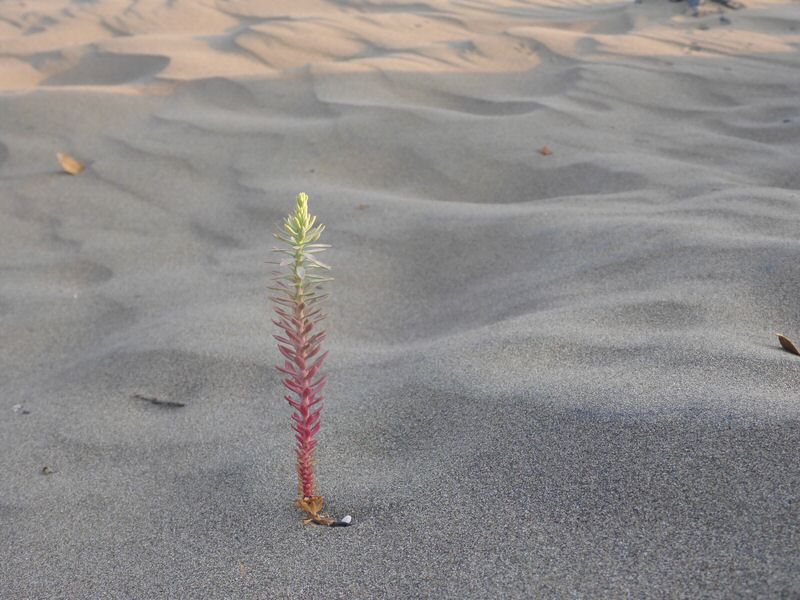 146-Urlaub-TR-Sarigerme-2016.jpg