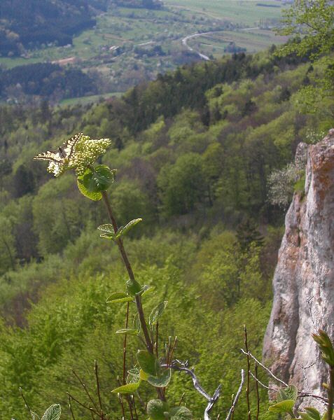 Schalksburgfelsen-2007-04-23-01.jpg